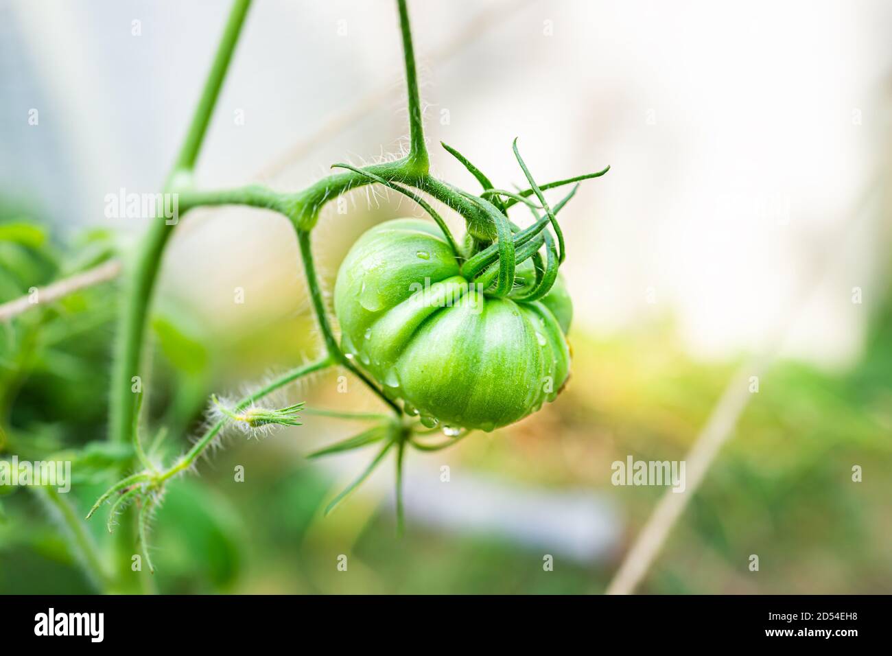 Macro gros plan grande tomate verte non mûre à l'ancienne accrochée plante de vigne dans le jardin avec de l'eau humide gouttes après la pluie avec arrière-plan flou bokeh Banque D'Images