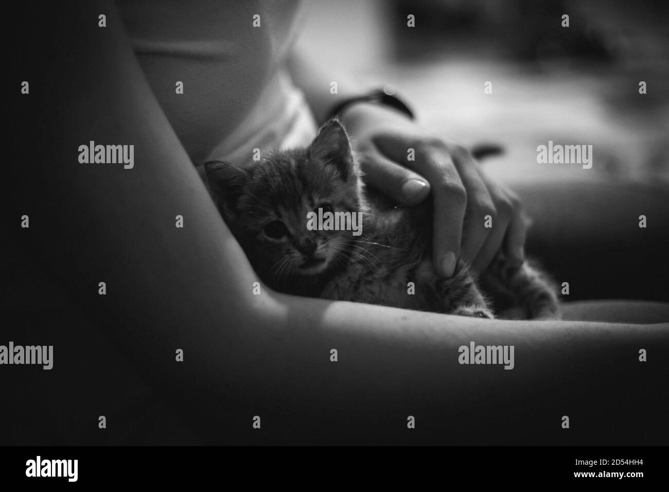 Gros plan en niveaux de gris d'un adorable chaton reposant sur le les genoux de la femme Banque D'Images Gros plan en niveaux de gris d'un adorable chaton reposant sur le les genoux de la femme Banque D'Images