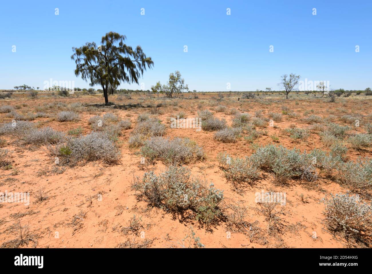 L'herbe de Mitchell et un arbre de Waddi (Acacia puece), une espèce rare et ancienne près de Boulia, pays du canal, Queensland, Queensland, Queensland, Australie Banque D'Images