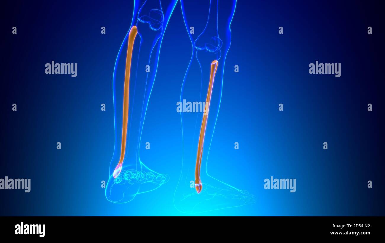 Col Fibula Anatomie du squelette humain Fibula Bone 3D Rendering for Medical ...