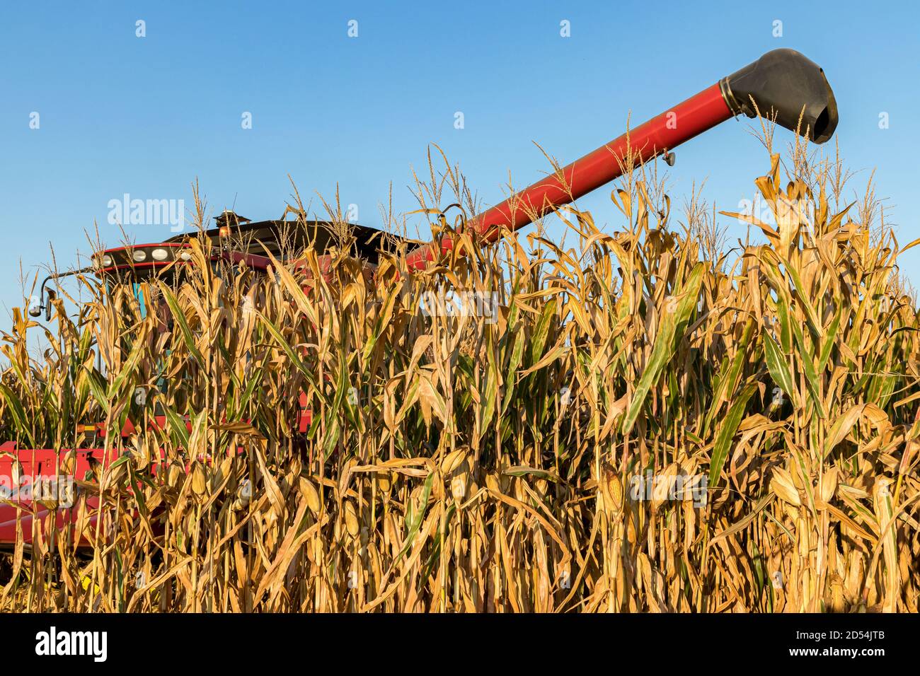 Champ de maïs en automne pendant la récolte de maïs. Moissonneuse-batteuse en arrière-plan. Concept d'agriculture, de récolte, de commerce et d'exportation Banque D'Images