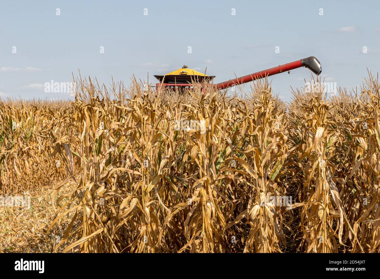 Champ de maïs en automne pendant la récolte de maïs. Moissonneuse-batteuse en arrière-plan. Concept d'agriculture, de récolte, de commerce et d'exportation Banque D'Images