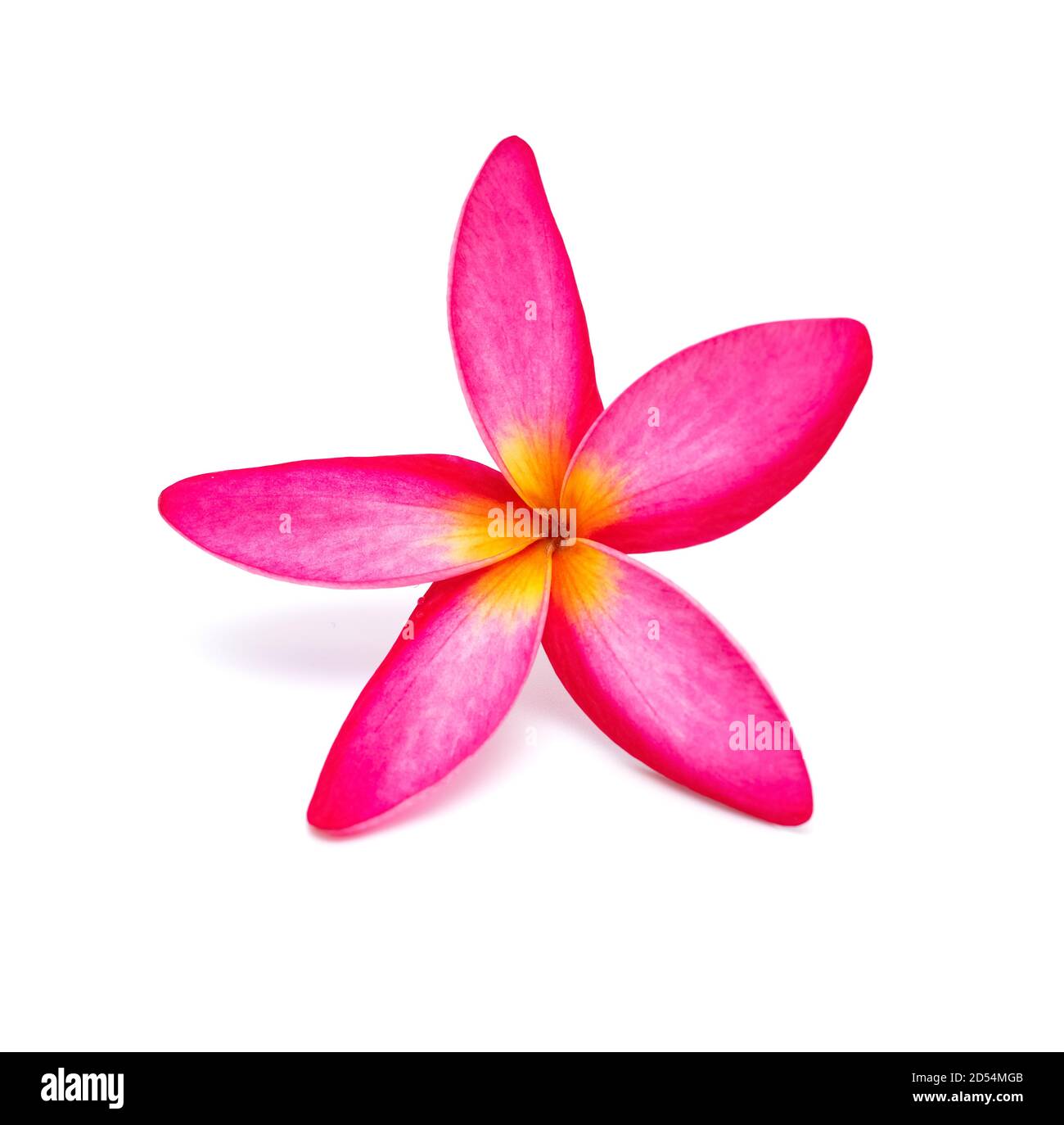 Belle Plumeria rubra Linn sur fond blanc Banque D'Images
