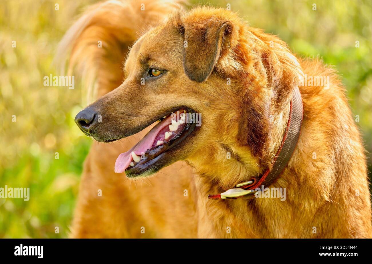 Portrait d'un chien de race mixte adulte de grande taille, attrayant et en bonne santé, à fourrure brune rougeâtre, et d'un visage sympathique et heureux. Banque D'Images