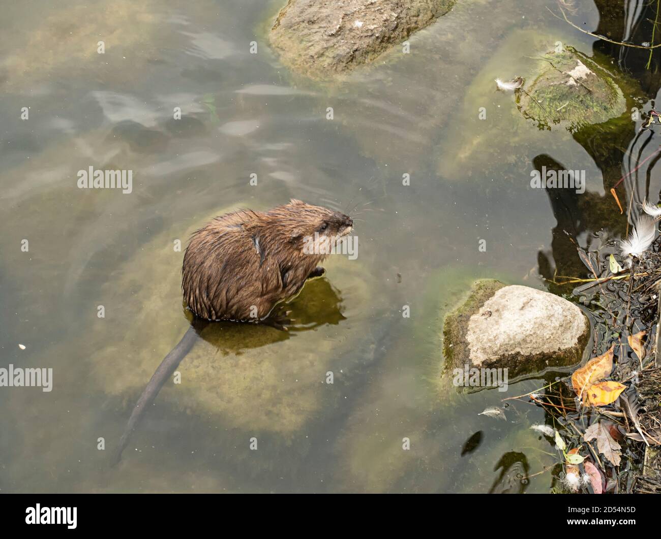 Un nutria, ou rat musqué, s'assoit sur une roche dans un étang, quelques gouttelettes visibles où il a secoué hors de l'eau Banque D'Images