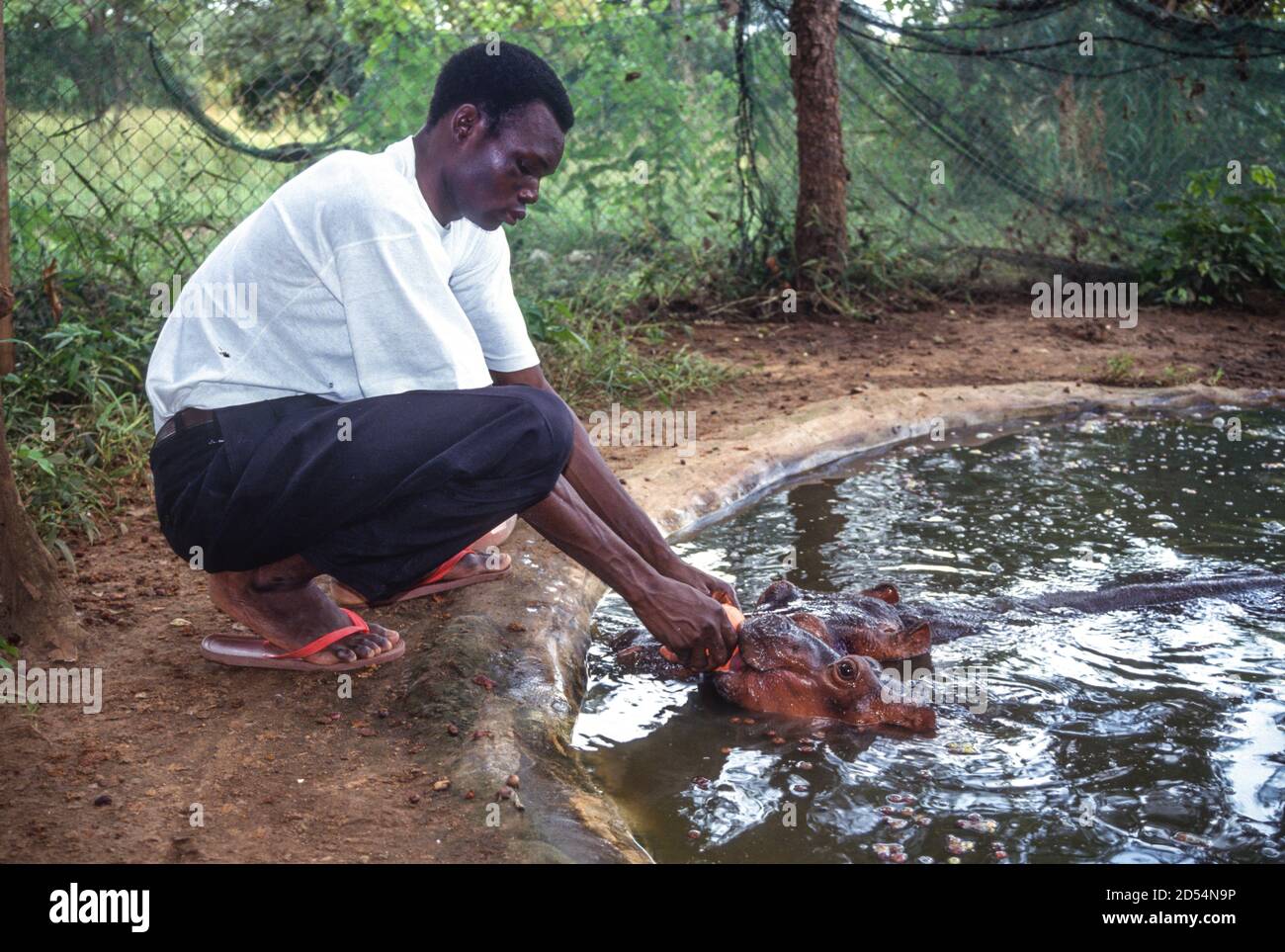 Abokouamekro, Côte d'Ivoire. Alimentation par gardien Hippos. Banque D'Images