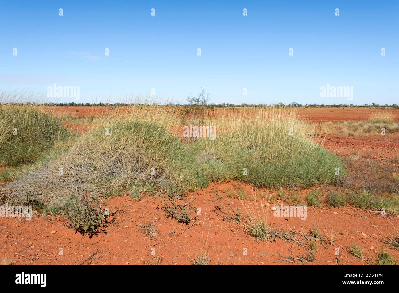 L'herbe de spinifex (Triodia sp.) dans l'Outback australien aride, le Red Centre, près de Boulia, Queensland, Queensland, Australie Banque D'Images