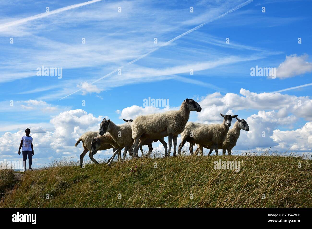 Moutons au château d'Uffington, un fort Iron Age Hill, Oxfordshire, Royaume-Uni Banque D'Images