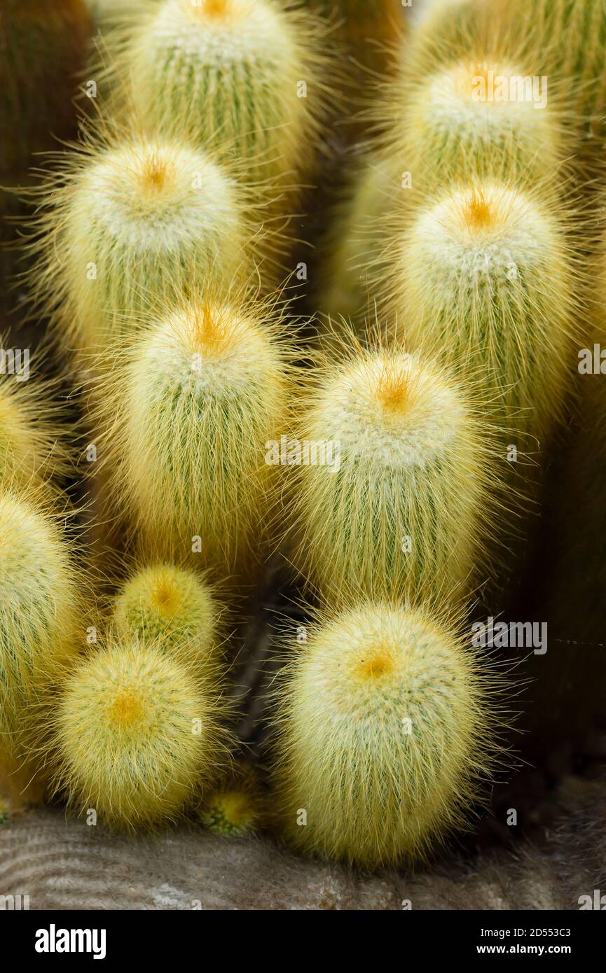 Parodia leninghausii est une espèce de cactus sud-américains, Lemon ball, Golden ball, Yellow Tower cactus. Banque D'Images