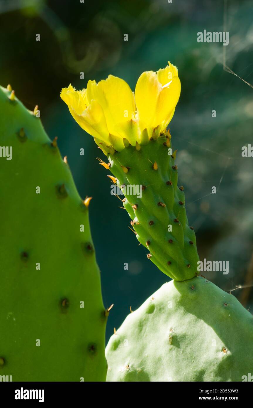 Fleur de figue de Barbarie, Opuntia ficus-indica, plante de cactus  domestiquée importante dans les économies agricoles dans les parties arides  et semi-arides de la Photo Stock - Alamy