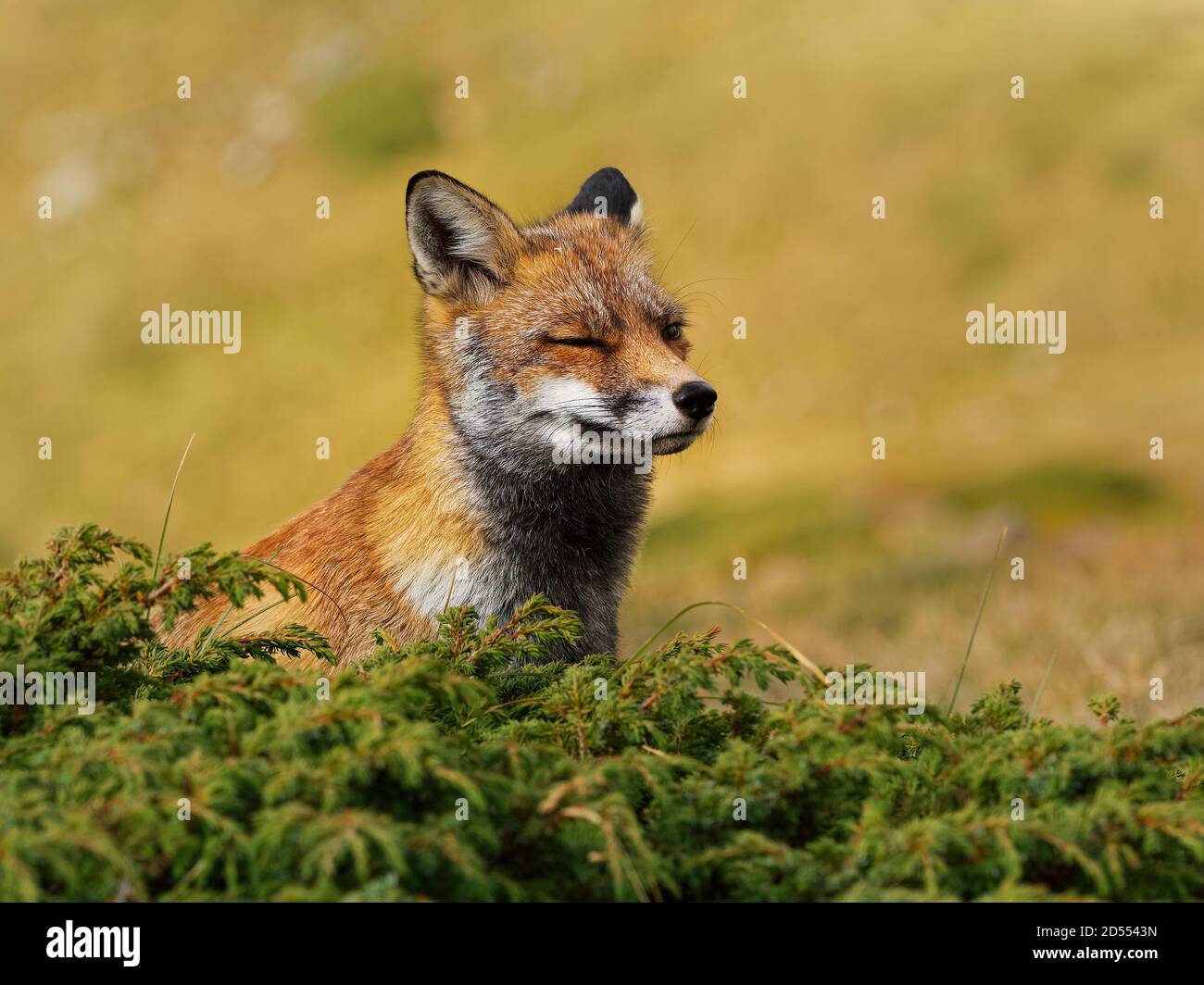 Renard renard roux animal adorable animal Banque de photographies et d ...