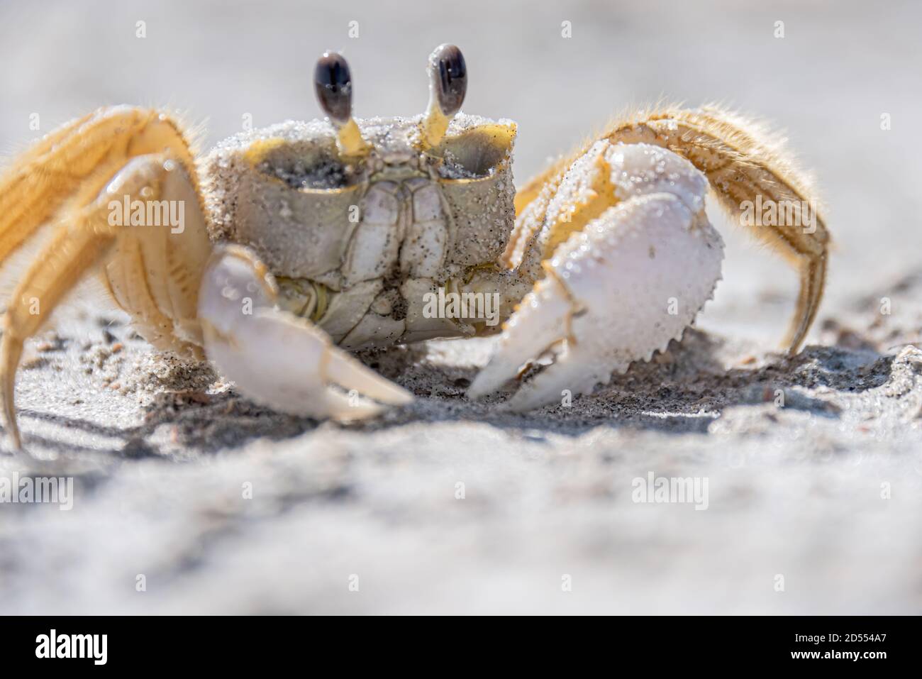 Crabe fantôme de l'Atlantique (Ocypode quadrata) sur la plage au bord de l'océan Kathryn Abbey Hanna Park à Jacksonville, Floride. (ÉTATS-UNIS) Banque D'Images