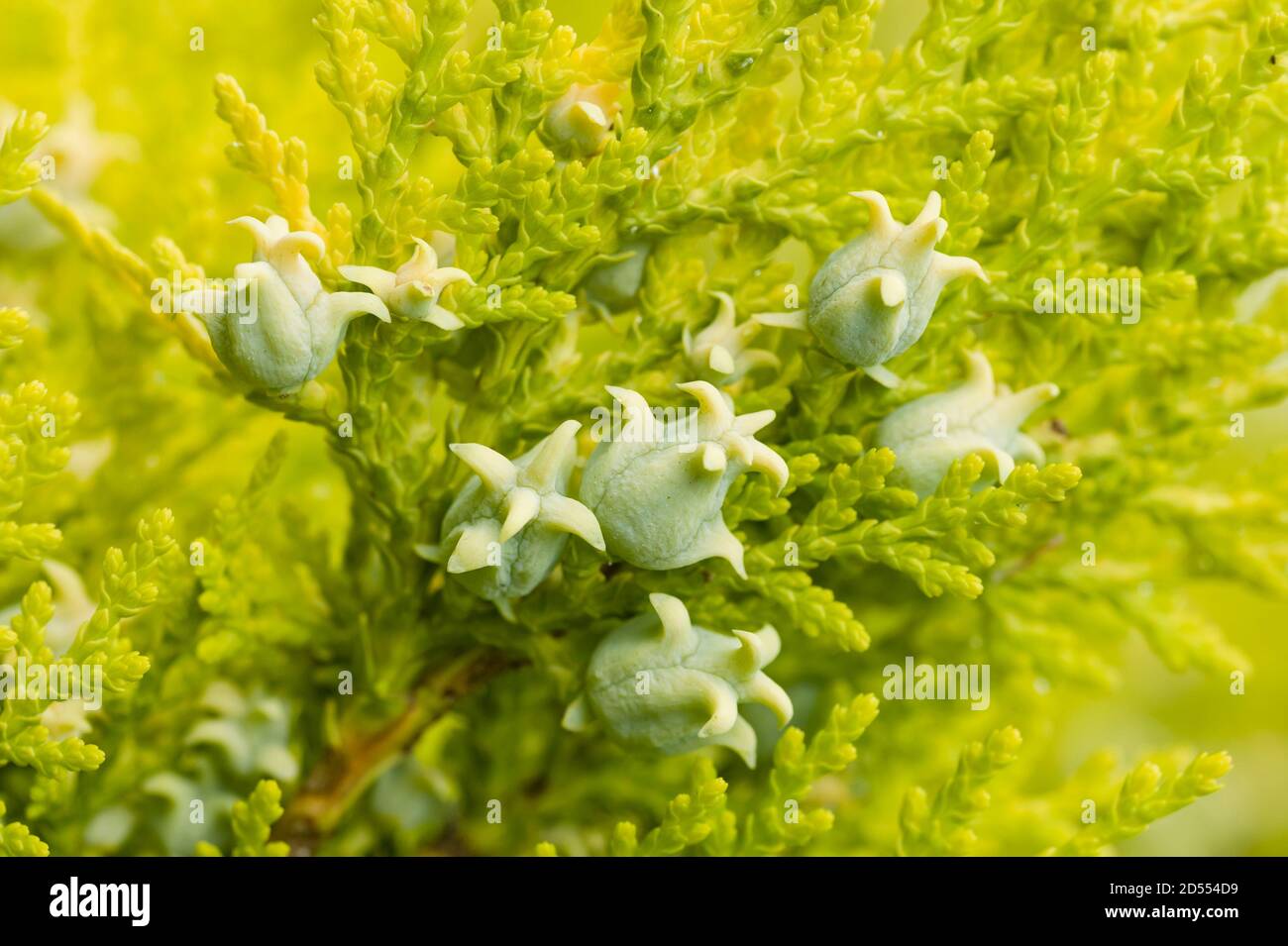 Cônes de fruits verts de l'arbre de conifères Thuja Banque D'Images