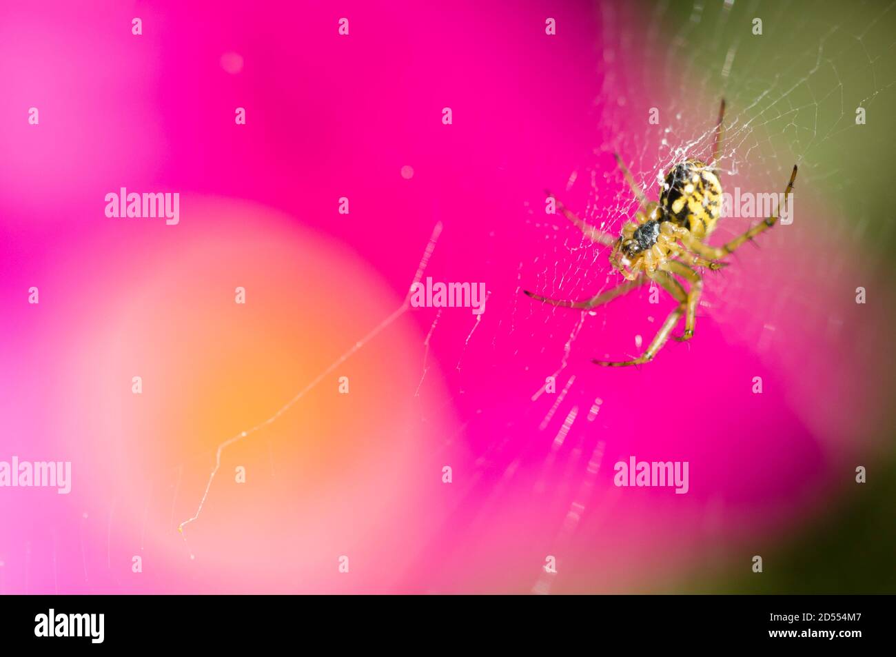 Araignée noire et jaune avec fleur rose et jaune arrière-plan Banque D'Images