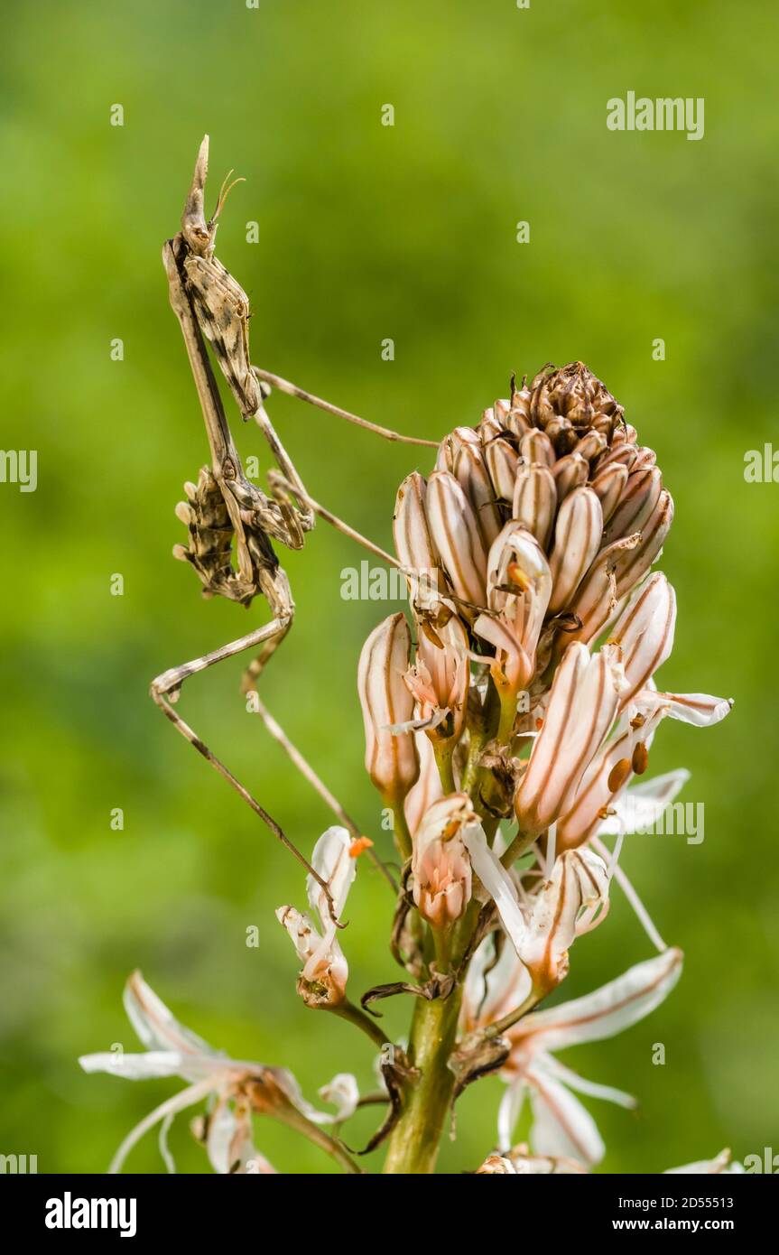 Insecte mantis de conée méditerranéen, Empusa pennata Banque D'Images