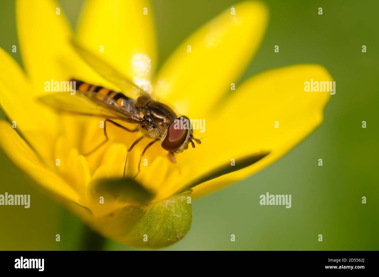 Surmouche, mouche de fleur ou mouche syrphide, de la famille des Syrphidés Banque D'Images