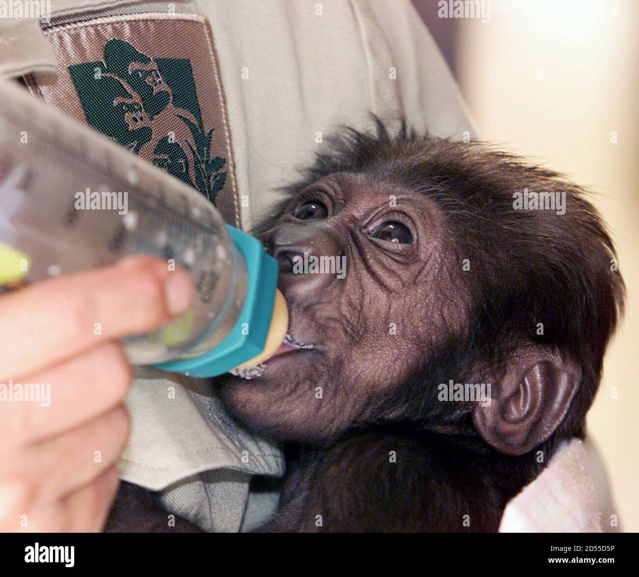 Un Bebe Gorille Des Basses Terres De L Ouest Prend Du Lait Infantile Special Dans Une Bouteille Au Zoo De Melbourne Le 16 Decembre Le Bebe Gorille Qui Fait L Objet D Un Concours International