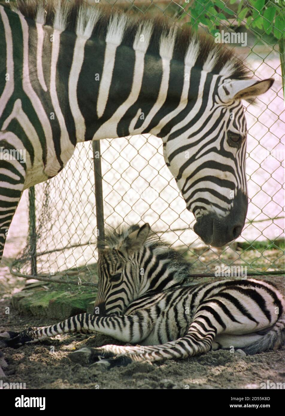 Un Zebre Feminin Regarde Son Nouveau Ne Dans Le Zoo De La Ville De Belgrade Juillet 15 Le Bebe Zebre Ne Le Jeudi Matin N A Toujours Pas De Nom Im Photo Stock