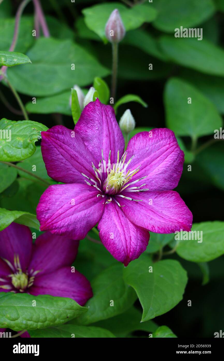 clematis viticella en rose macro Banque D'Images