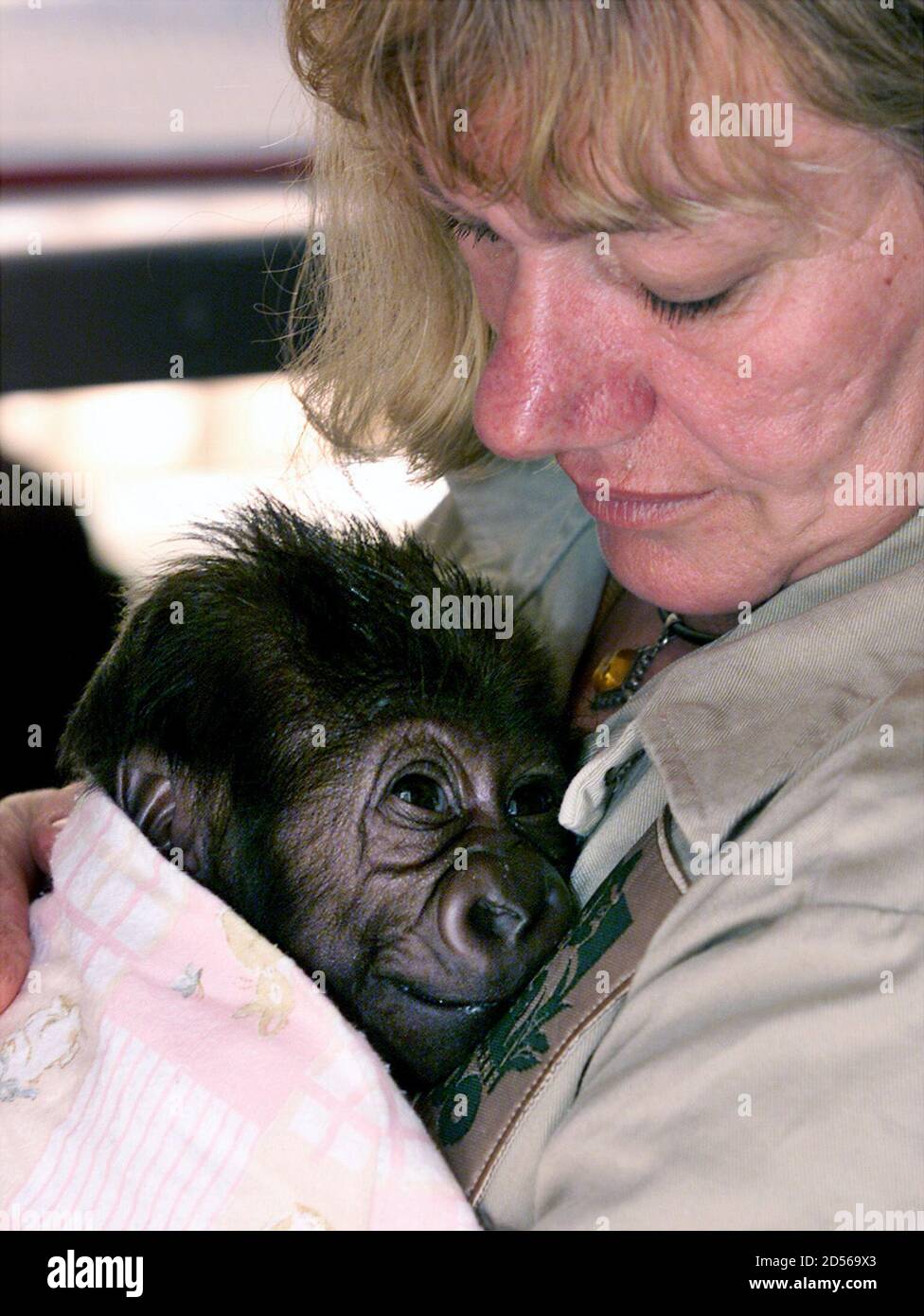 Un Bebe Gorille Des Basses Terres De L Ouest Regarde Le Gardien En Charge Des Primates Ulli Weiher Apres Un Repas Au Zoo De Melbourne En Decembre 16 Le Bebe Gorille Qui Fait