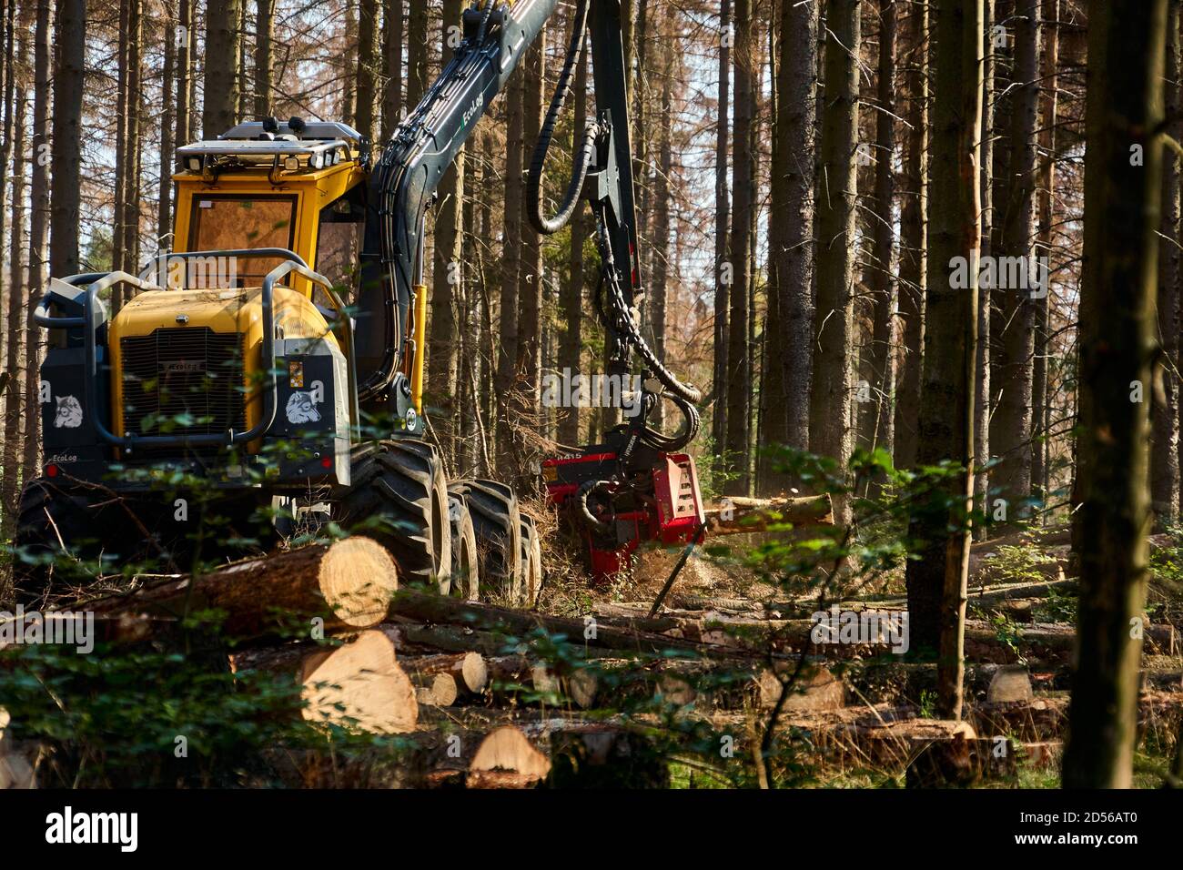 Bad Harzburg, Allemagne, 14 septembre 2020 : la récolteuse coupe les arbres morts pour protéger la forêt Banque D'Images