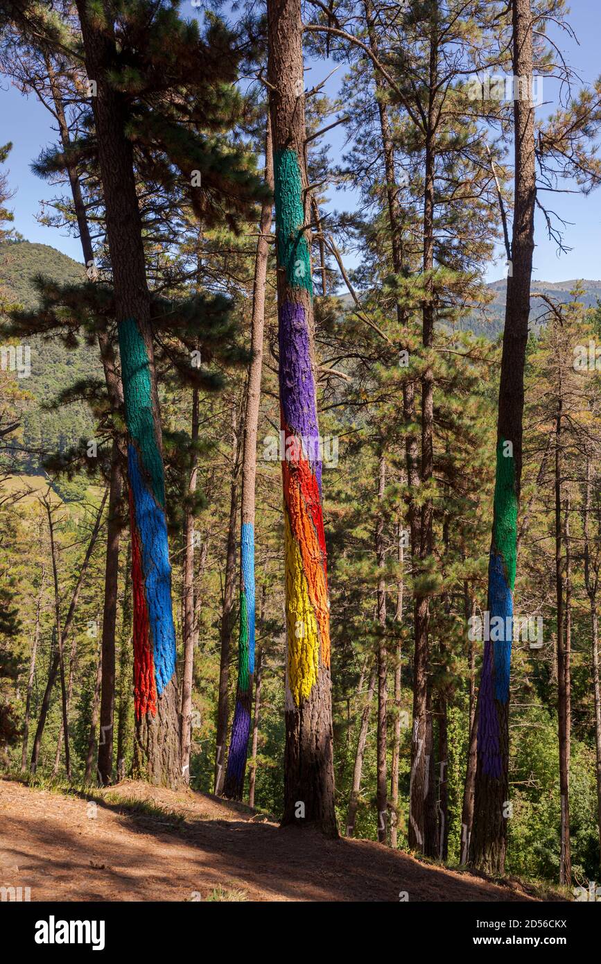 CORTEZUBI, ESPAGNE – 17 AOÛT 2017 : arbres peints dans la forêt Oma. C'est une œuvre d'art créée par Agustin Ibarrola, sculpteur et peintre basque Banque D'Images