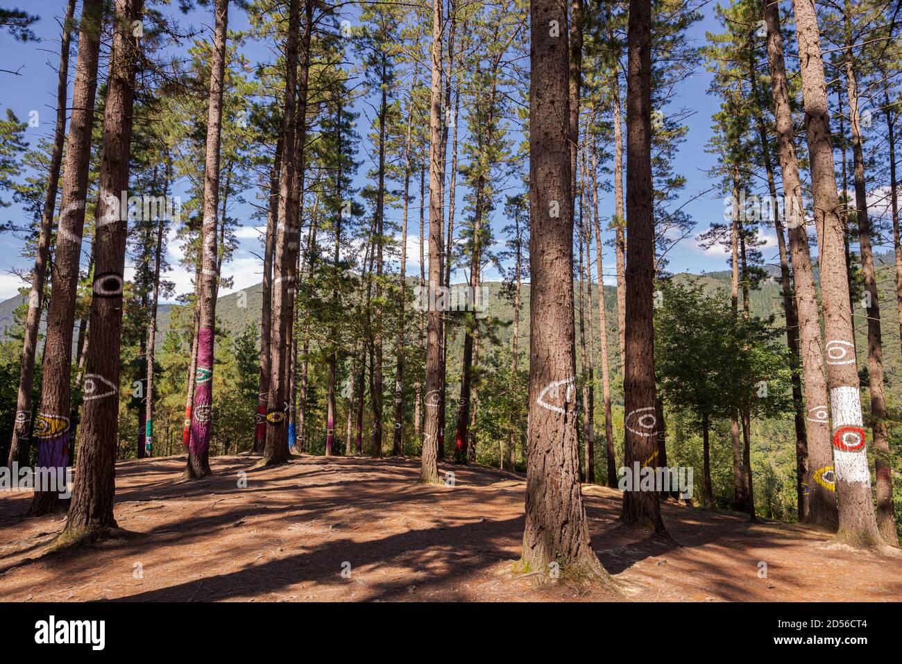 CORTEZUBI, ESPAGNE – 17 AOÛT 2017 : arbres peints dans la forêt Oma. C'est une œuvre d'art créée par Agustin Ibarrola, sculpteur et peintre basque Banque D'Images