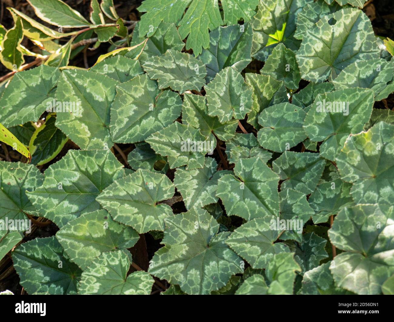 Gros plan sur les feuilles vertes de Cyclamen hederifolium en automne Banque D'Images
