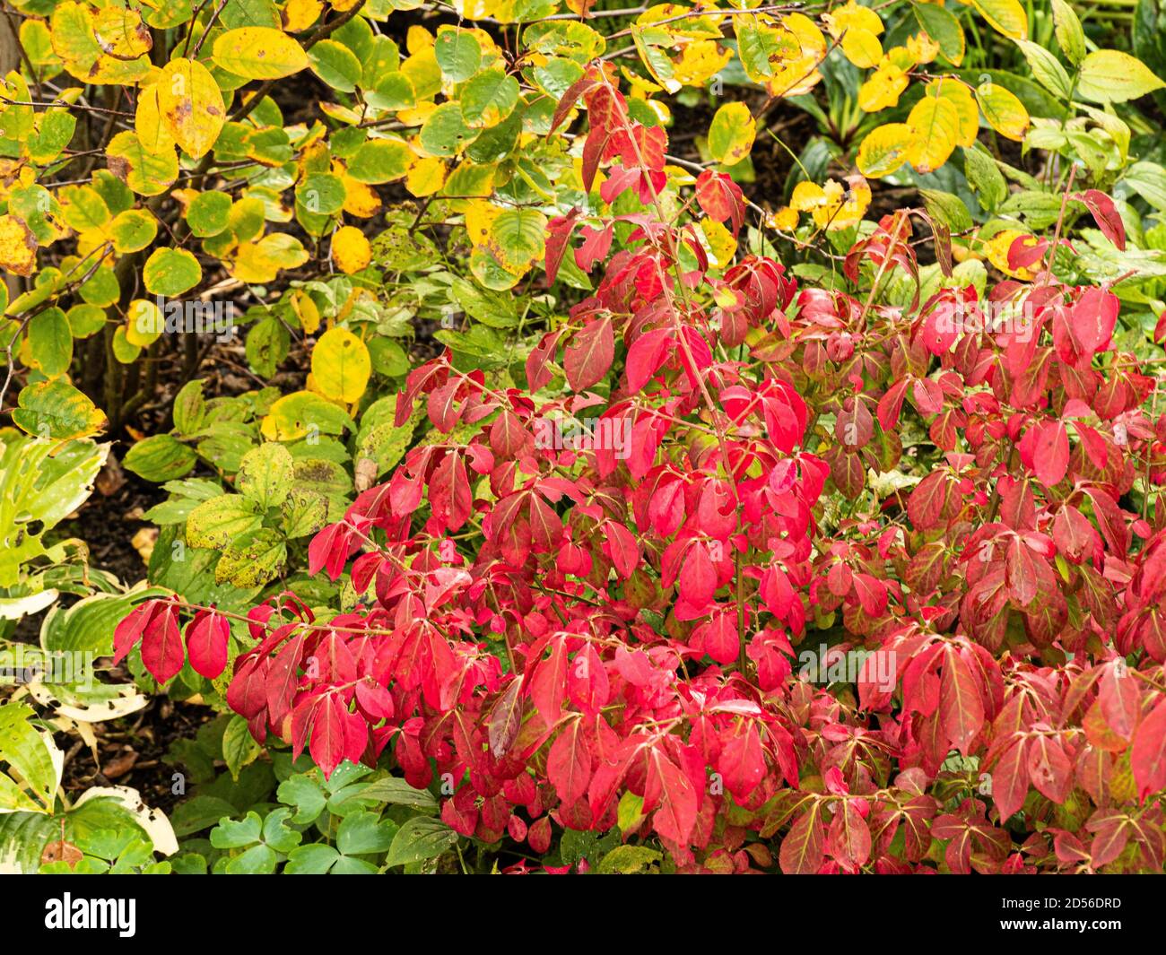 Le feuillage rouge ardent d'Euonymus alatus 'Compactus contre le Feuilles jaunes d'un Amelanchier Banque D'Images