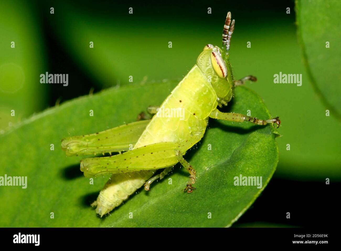 Grasshopper tropical, forêt tropicale, bassin de la rivière Napo, Amazonie, Equateur, Amérique Banque D'Images