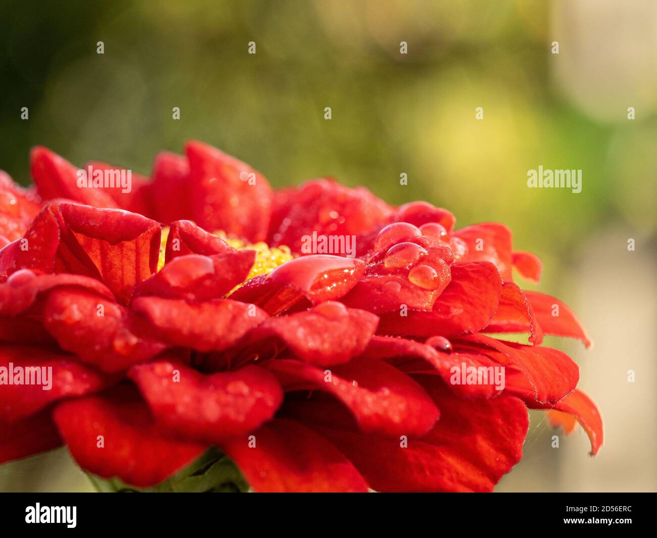 Une vue rapprochée d'une fleur orange profonde de Zinnia Orange King avec lumière réfléchie des gouttelettes d'eau Banque D'Images