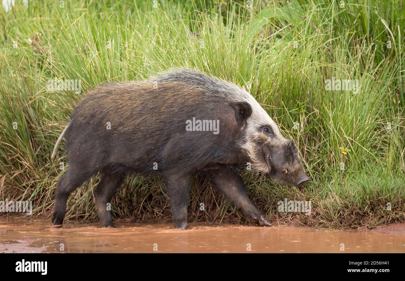 Cochon de brousse adulte marchant dans l'eau brune avec un grand vert Herbe en arrière-plan dans le cratère de Ngorongoro en Tanzanie Banque D'Images