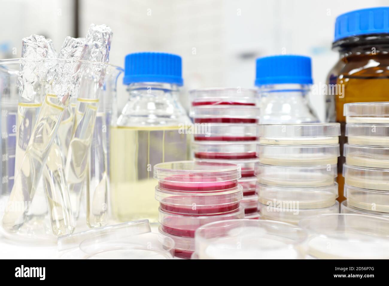Foyer sélectif de la pile de boîte de Petri avec agar et tube à essai avec bouillon. Recherche en laboratoire sur les maladies, la médecine et la microbiologie avec espace de copie. Banque D'Images