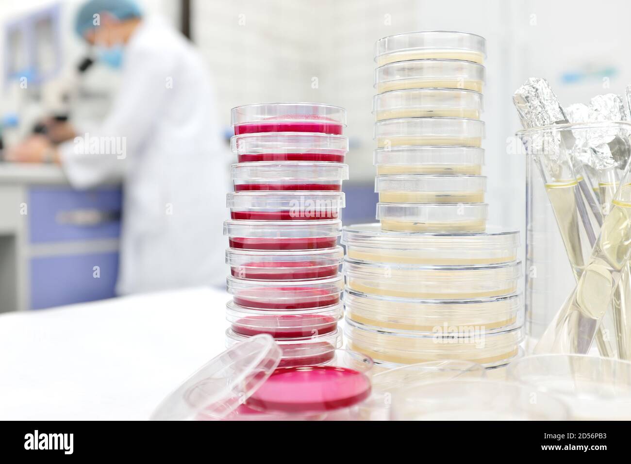 Foyer sélectif de la pile de boîte de Petri avec agar et un microbiologiste scientifique travaillant sur un microscope à l'arrière. Recherche sur les maladies et les laboratoires médicaux. Banque D'Images