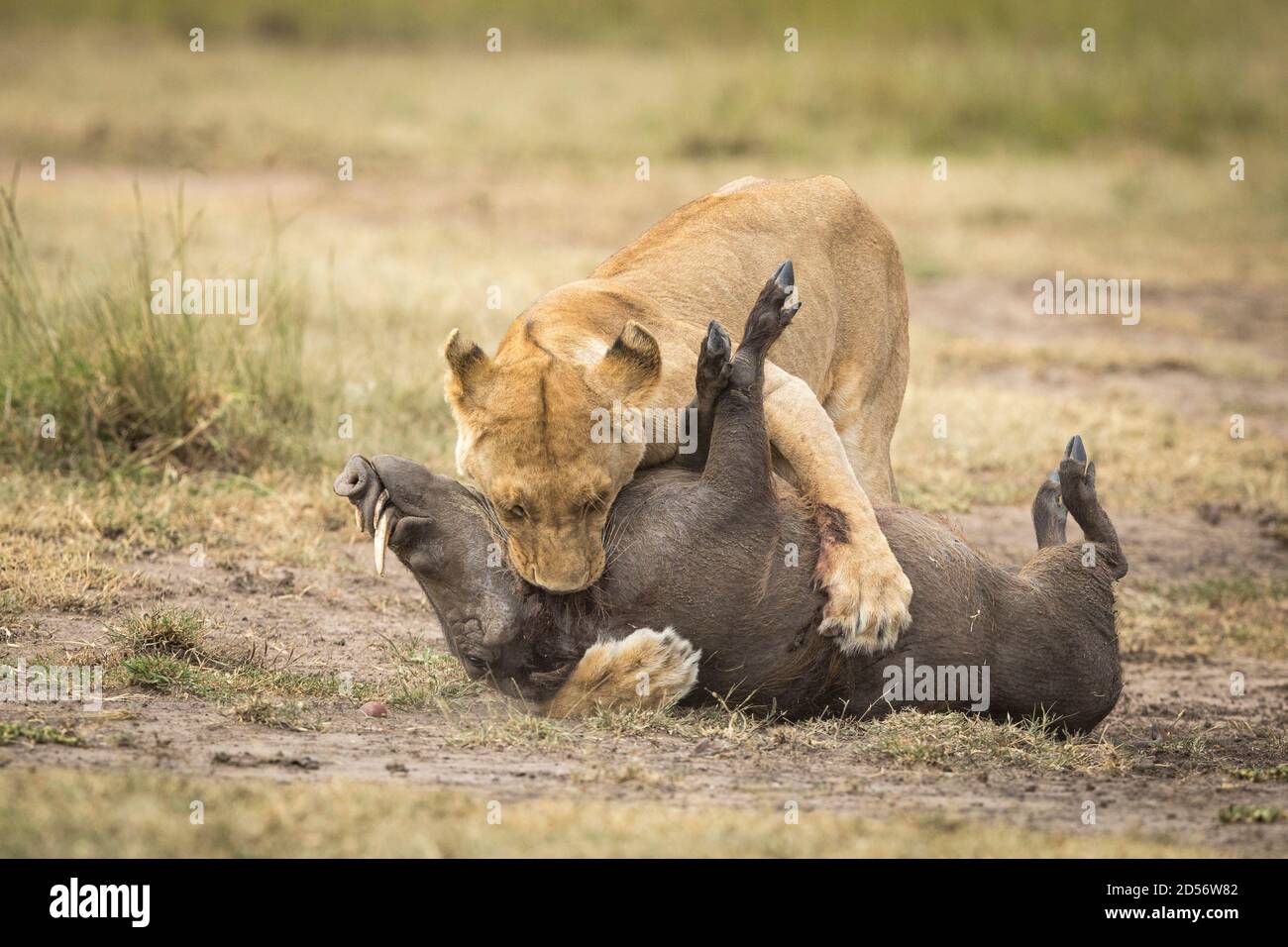 Lioness tuant un warthog adulte à Masai Mara au Kenya Banque D'Images