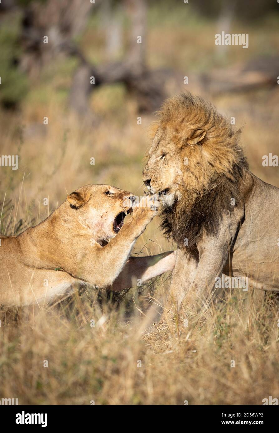 Le lion et la lioness de sexe masculin se battent en herbe sèche à Khwai Rivière dans le delta d'Okavango au Botswana Banque D'Images