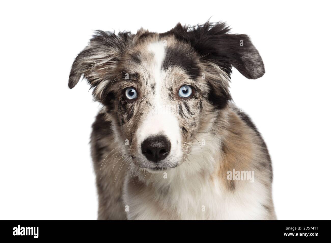 Blue Merle Border Collie Brown Eyes White Border Collie Double
