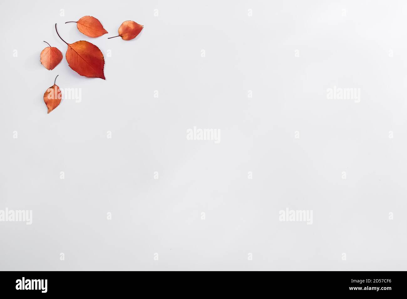 Feuilles Rouges Sur Fond Blanc Banque d'image et photos - Alamy