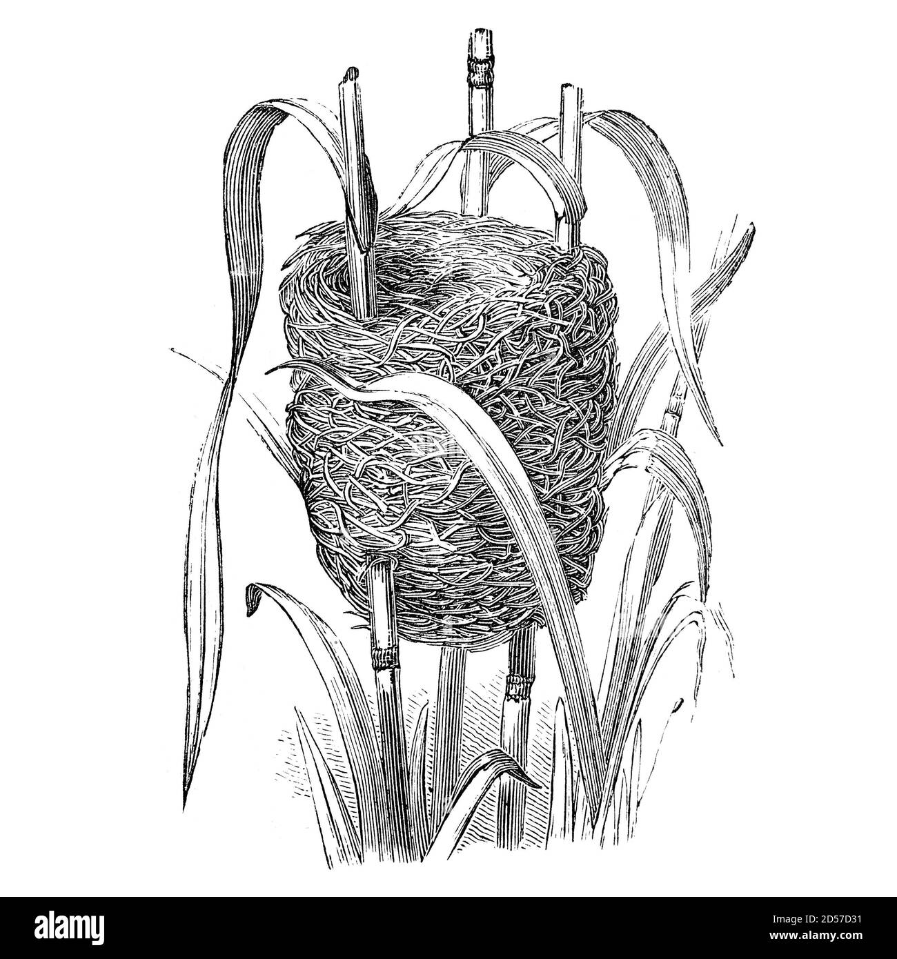Nid d'oiseau de bunkting en roseau, illustration vintage. Extrait d'un livre antique « The Playtime Naturaliste » du Dr. J.E. Taylor, publié à Londres, Royaume-Uni, 1889. Banque D'Images