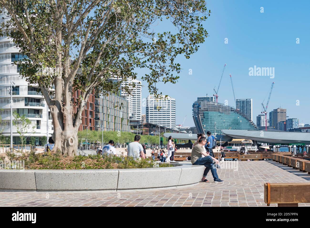 Barangaroo, Sydney, Aust octobre 2020 : la nouvelle crique de Watermans a maintenant ouvert avec 11 000 m2 d'espace public, y compris ce figue de Port Jackson vieux de 60 ans Banque D'Images