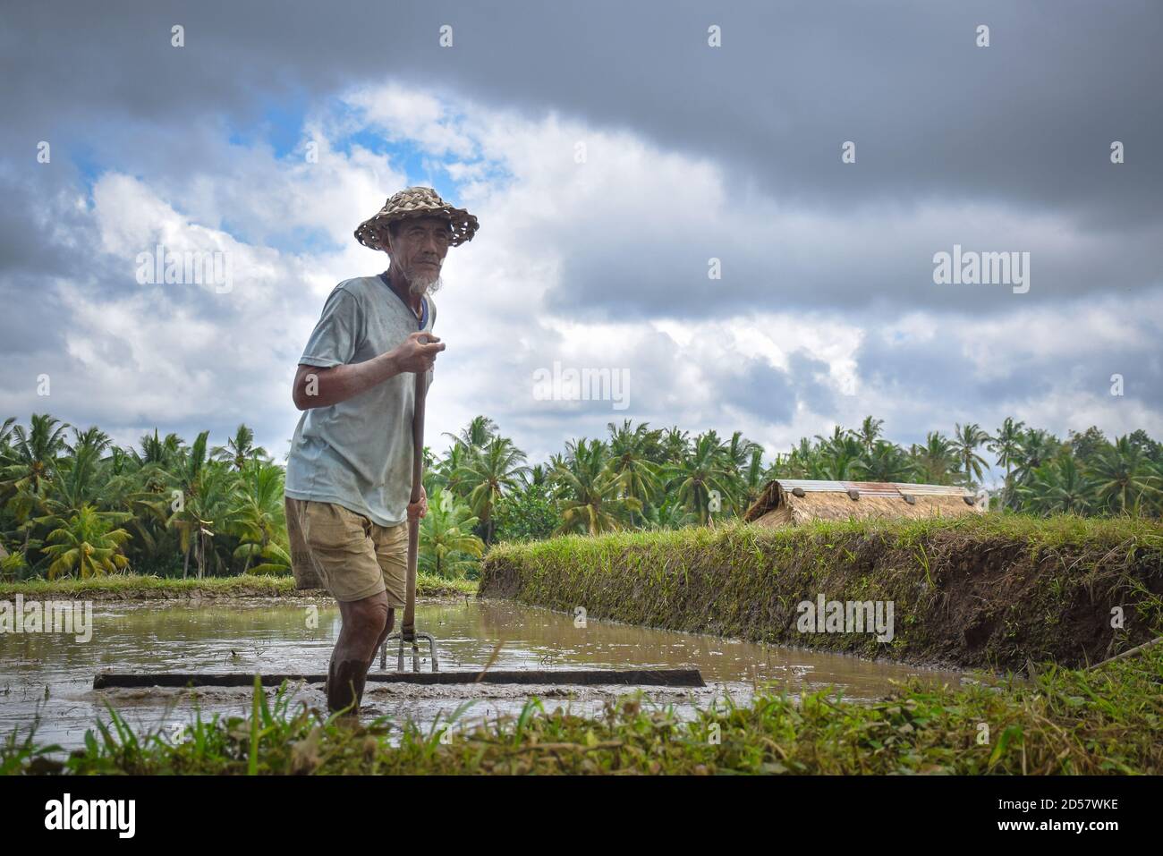 Vieil agriculteur balinais travaillant dans les rizières de Tegalang à Ubud, Bali (Indonésie) Banque D'Images