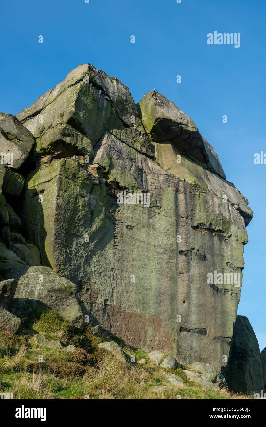 La Vache et son veau Les Roches, Ilkley Moor, West Yorkshire Banque D'Images