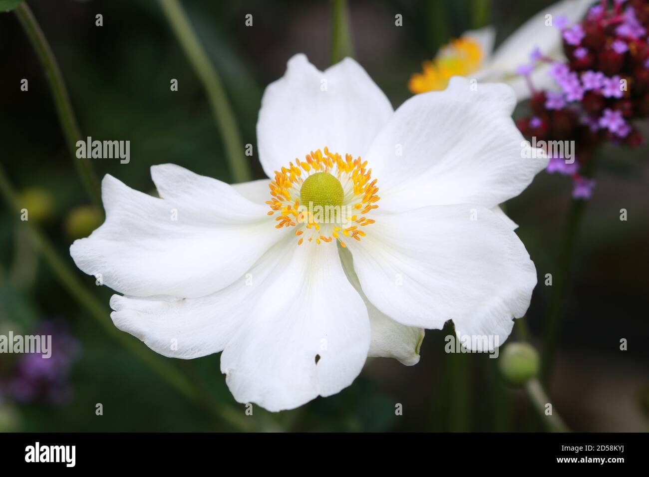 Anémone japonaise blanche Honorine Jobert en automne macro jardin Banque D'Images