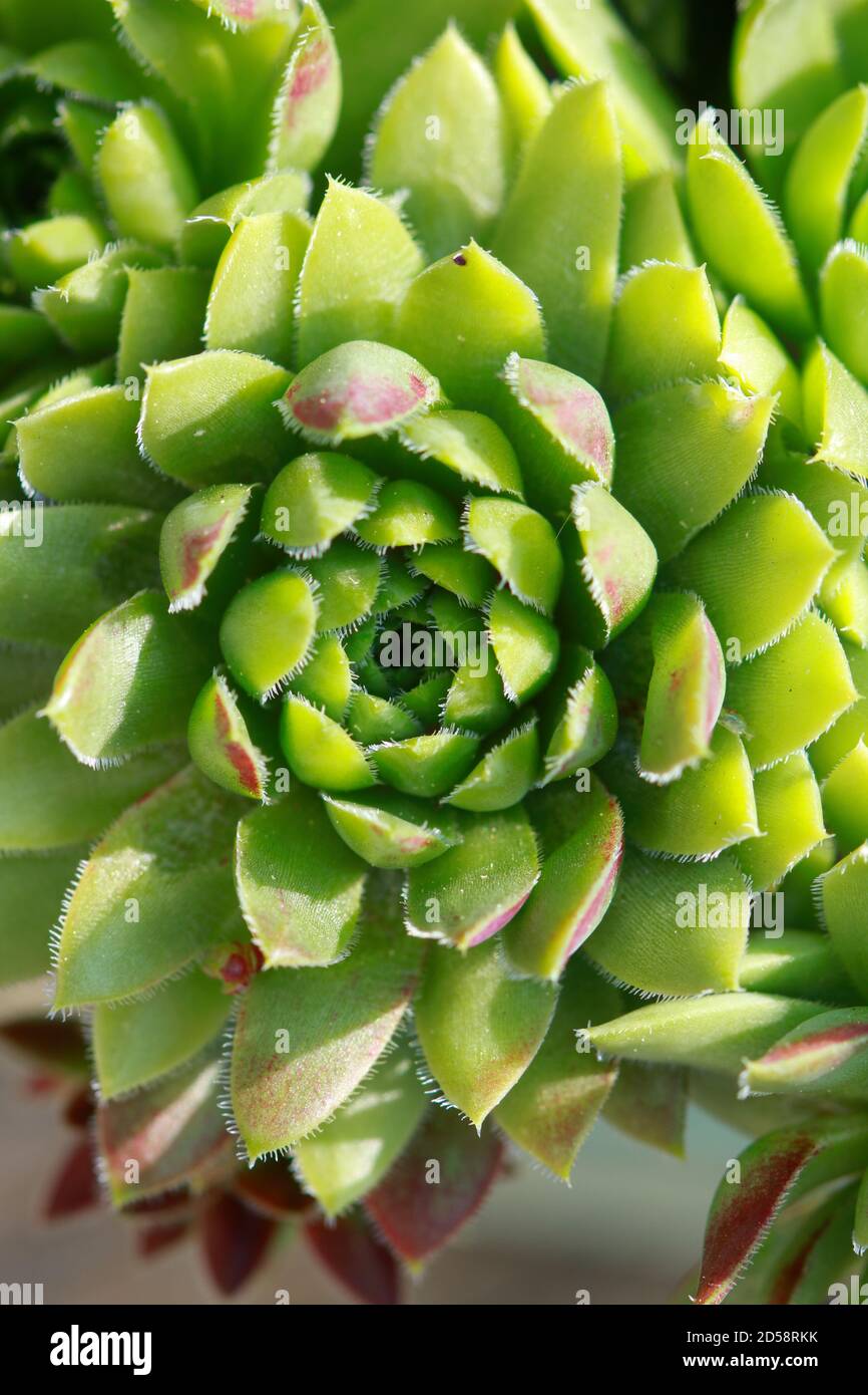 plante succulente en vert macro Banque D'Images