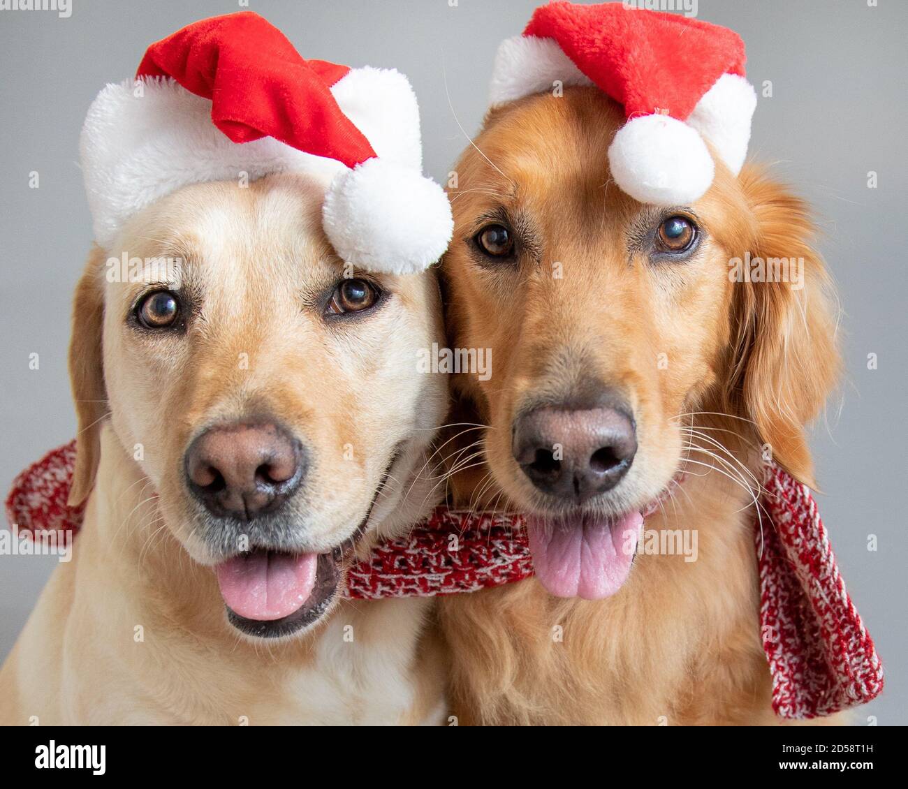 Portrait d'un retriever d'or et labrador portant des chapeaux de père Noël et une écharpe Banque D'Images