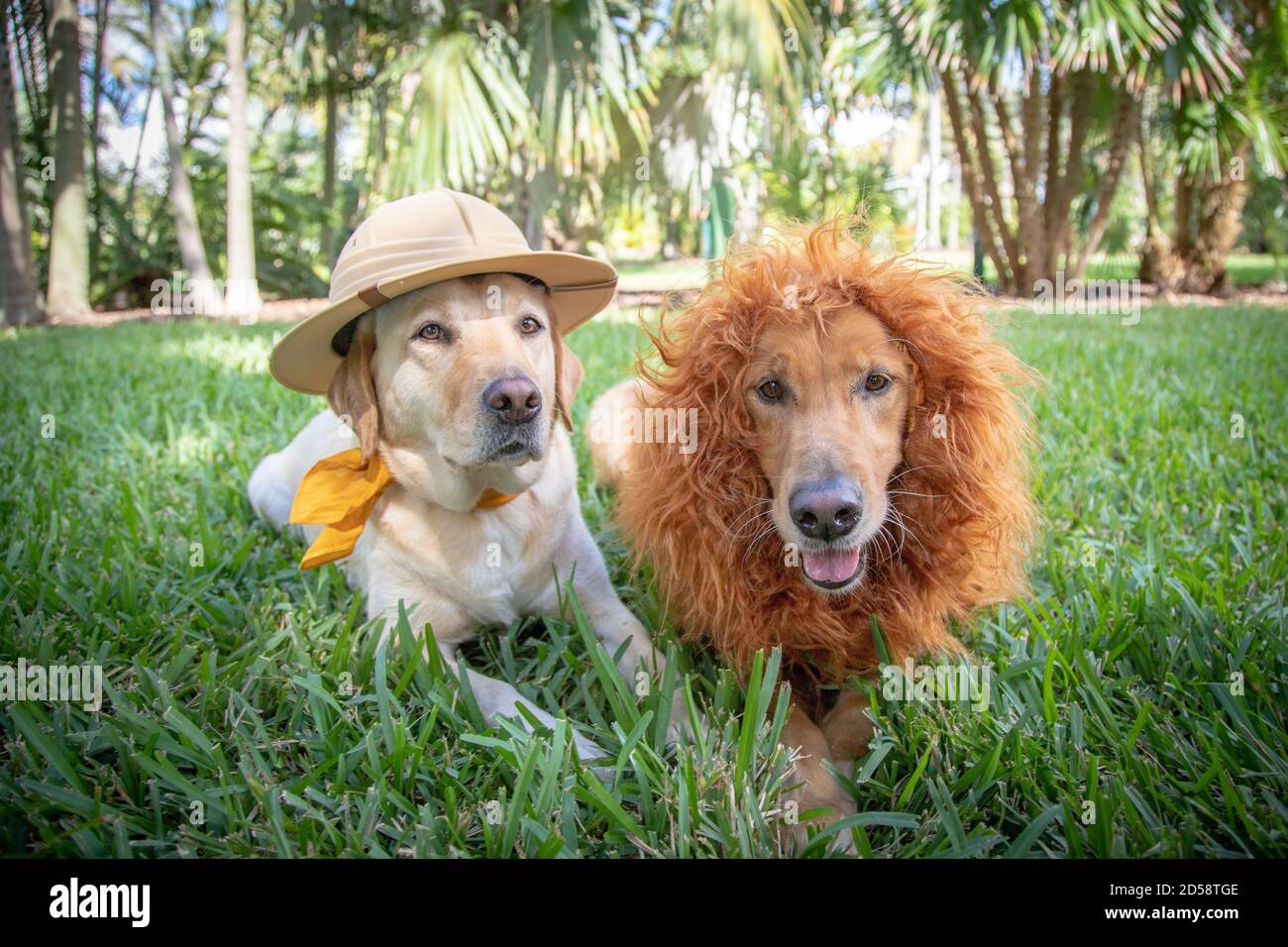 Labrador et Golden Retriever portant des costumes de lion et de safari, Floride, États-Unis Banque D'Images