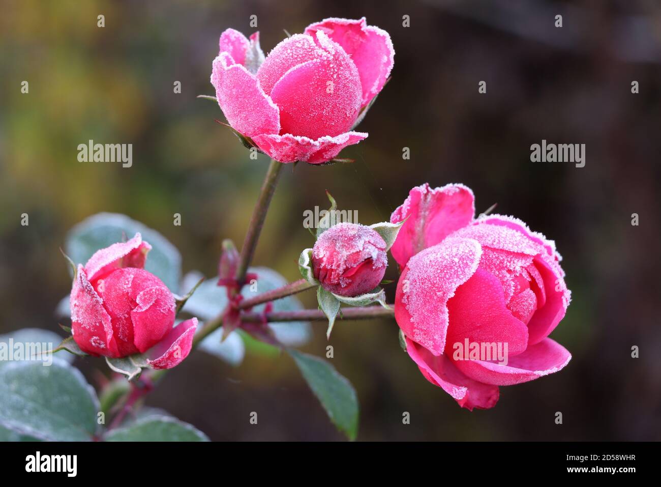 Pomponella rose avec gel blanc à la fin de l'automne Banque D'Images