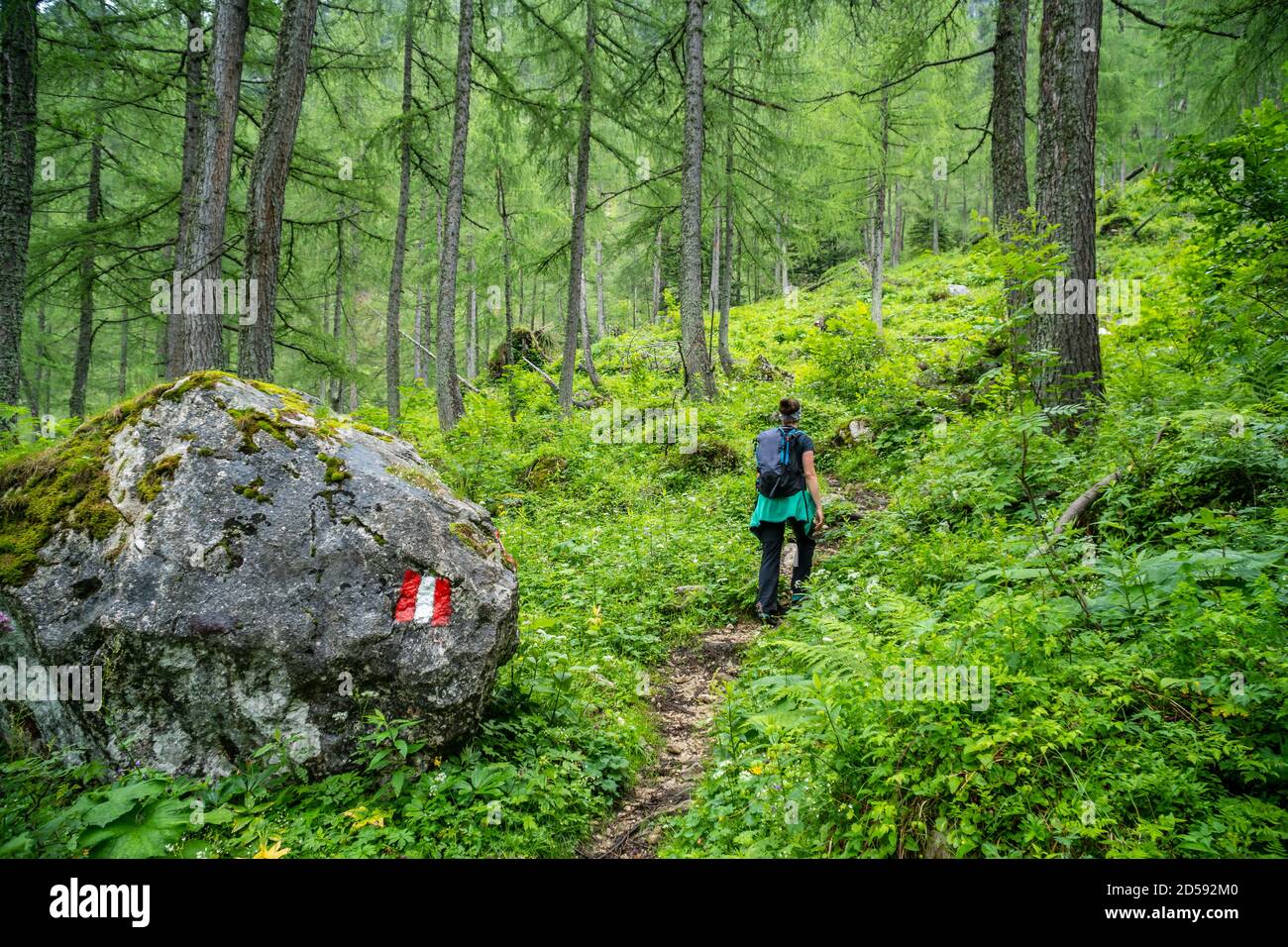Femme en randonnée dans la forêt des Alpes autrichiennes, région de Postalm, Salzbourg, Autriche Banque D'Images
