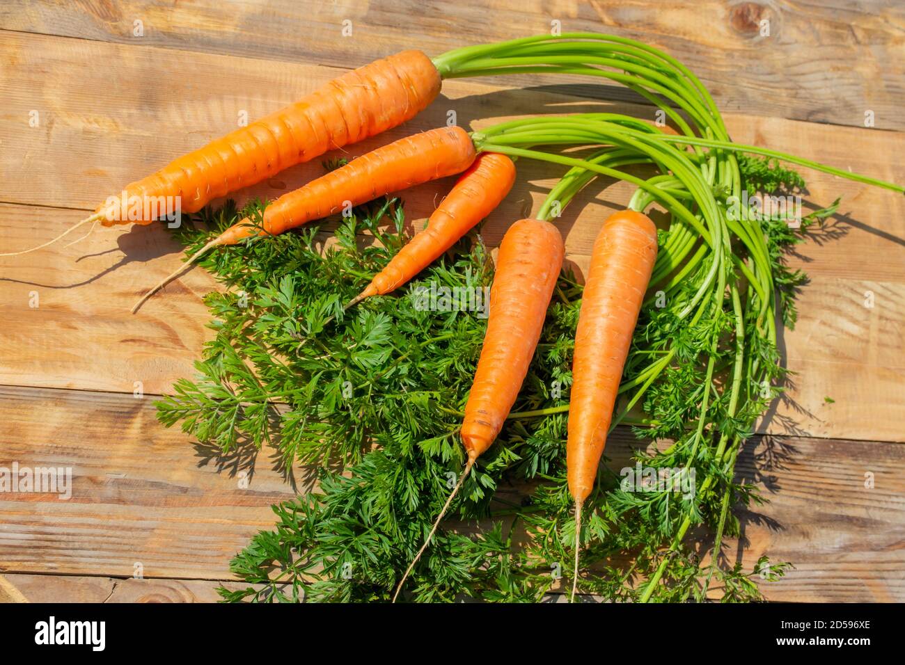 Carottes de jardin, cinq racines différentes. Légumes de ferme mûrs récoltés dans le jardin, récolte de carottes d'orange Banque D'Images