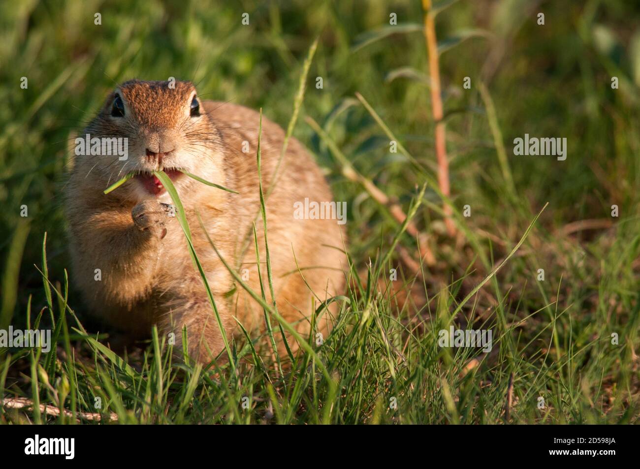 Écureuil de terrain drôle (Spermophilus pygmaeus) sur le sol avec une feuille dans sa bouche et regardant la caméra. Banque D'Images